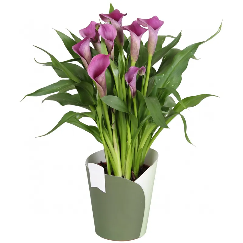 Каллы бордовые в горшке