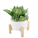 Суккуленты горшечные